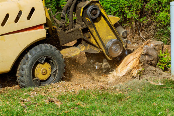 The Steps Involved in Our Tree Care Process in Hailey, ID